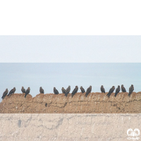 گونه کورکور سیاه Black Kite